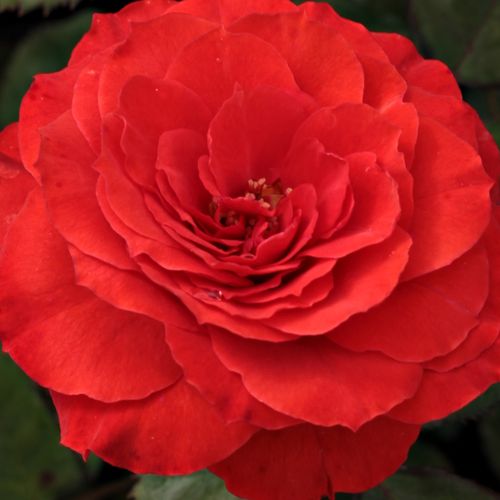 Rosa Borsod - fără parfum - Trandafir copac cu trunchi înalt - cu flori tip trandafiri englezești - roșu - Márk Gergely - coroană tufiș - Înflorește grupat, roşu intens, flori de durată, este frumos plantat grupat